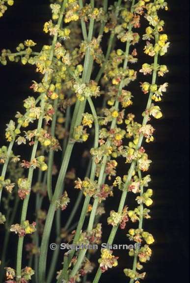 rumex acetosella 3 graphic